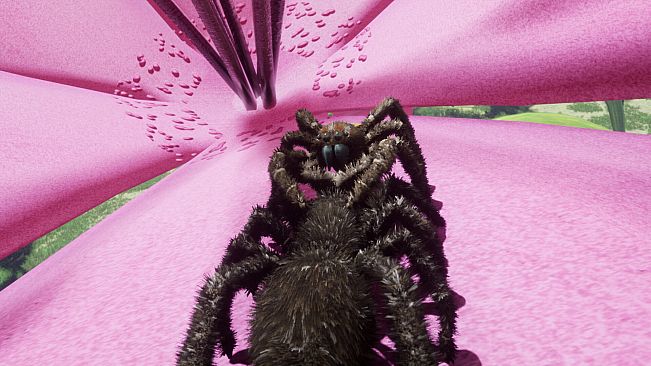 Peacock Jumping Spider - Drunk On Nectar
