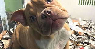 Cute Dogs - Digital Artbook + Bonus Videos