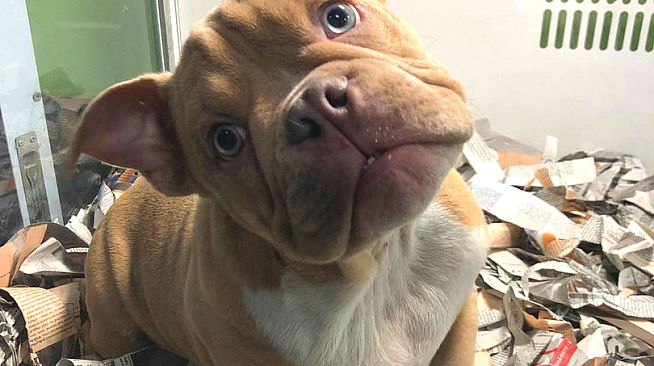 Cute Dogs - Digital Artbook + Bonus Videos