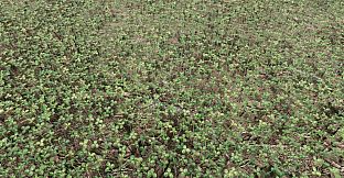 Six-Leaf Clover Hunt