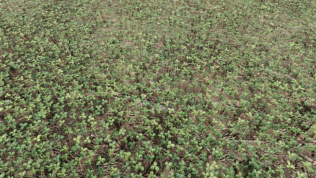 Six-Leaf Clover Hunt