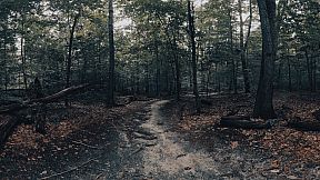 The Holyburn Witches
