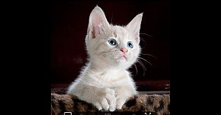 Online Adult Content Manager - Local Content Manager