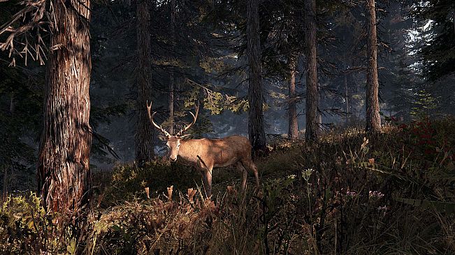 This Land Is My Land