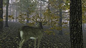 Pro Deer Hunting Out West