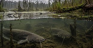 Puzzles: Fish