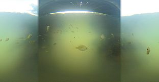 Exhale XR - Aquatic Wildlife