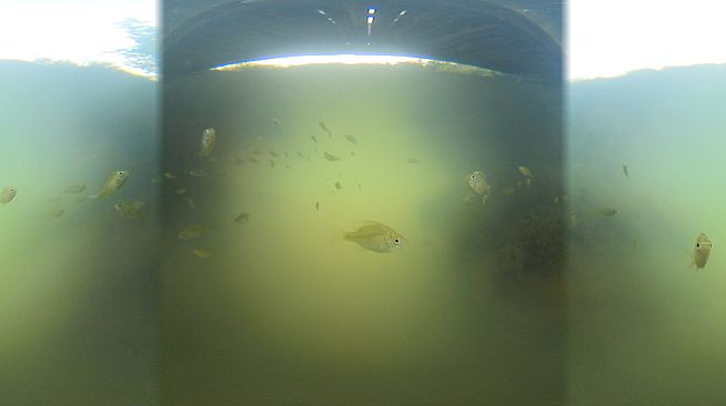 Exhale XR - Aquatic Wildlife