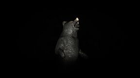 Horror inside the forest