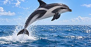 Puzzle Dolphins