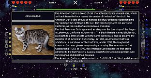 I've Seen Everything - Cats