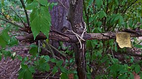 Forgotten Forest: Eye of the Great One