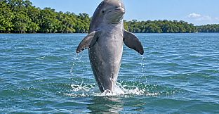Puzzle Dolphins