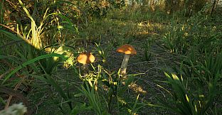 Forest Doesn’t Care