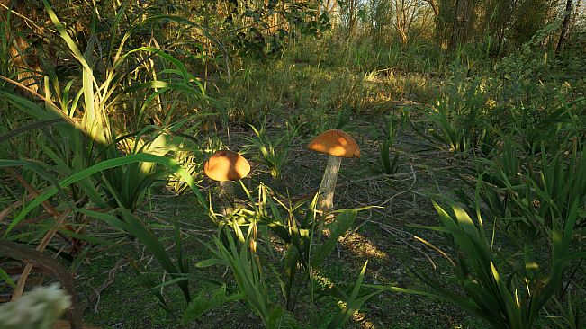 Forest Doesn’t Care