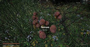 Holy Shroom!