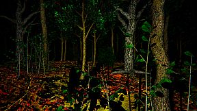 Aokigahara :The death forest