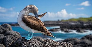 Puzzles Birds