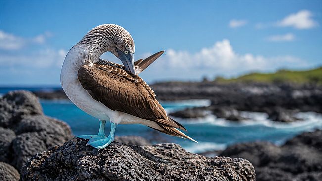 Puzzles Birds