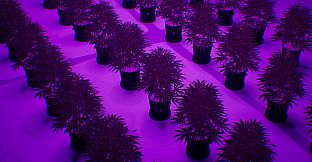 WeedEx: Drug Express Delivery