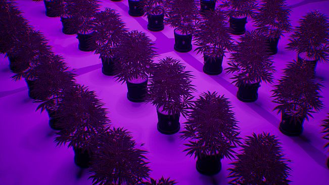 WeedEx: Drug Express Delivery