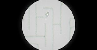 Dreaming in the mountains