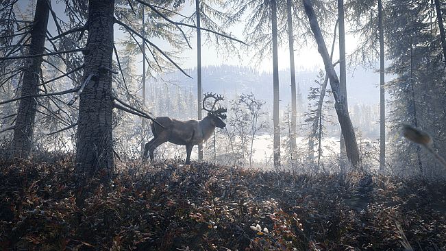 theHunter: Call of the Wild - Medved-Taiga