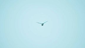 Bird Feather: Aquamarine World