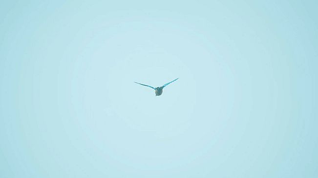 Bird Feather: Aquamarine World