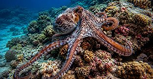 Puzzle Mollusks