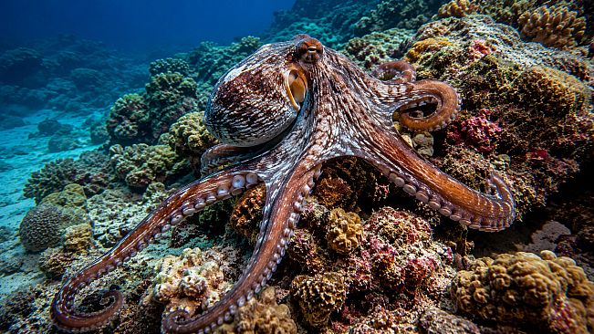Puzzle Mollusks