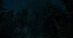 Forest Lookout