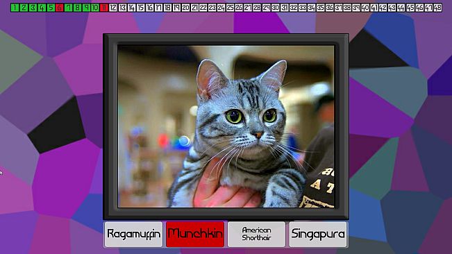 Test your knowledge: Cats