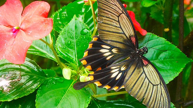 Master of Pieces Butterflies DLC