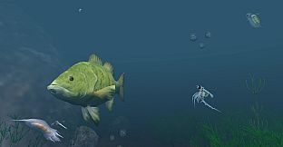 The Aquatic Messenger