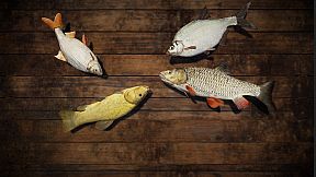 Professional Fishing