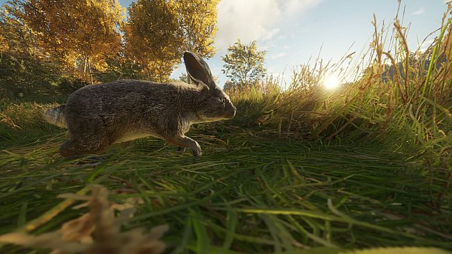 theHunter: Call of the Wild - Free Species: European Rabbit