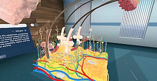 Human Anatomy VR