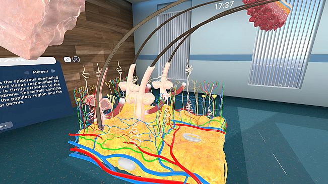Human Anatomy VR