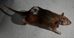 I Keep Reincarnating as a Rat in the Mad Scientist's Maze