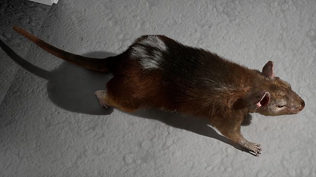 I Keep Reincarnating as a Rat in the Mad Scientist's Maze