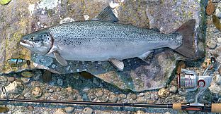 Professional Fishing: Sakura Ryokan Spinning