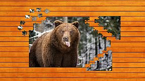 Bear vs. Wolf Jigsaw Puzzle