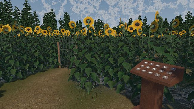 The Path of the Sunflower