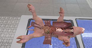 Dissection Simulator: Pig Edition