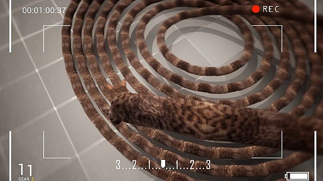 猫咪漂移 Cat Drift