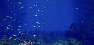 Aquarium at August 32nd VR