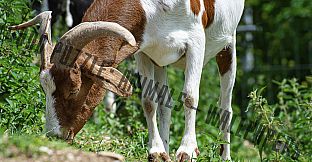 Good puzzle: Animals - Wallpapers