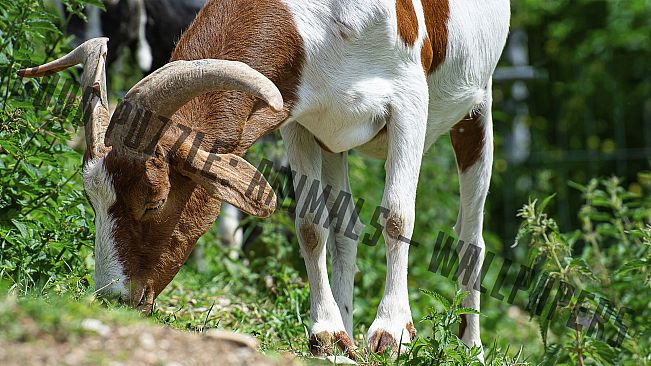 Good puzzle: Animals - Wallpapers