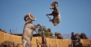 Ram Fights